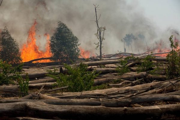 Em meio a troncos derrubados numa mata, é possível ver uma fogueira alta e soltando fumaça acizentada - Metrópoles