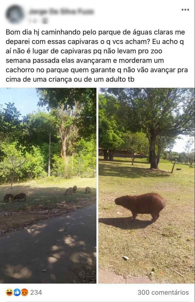 A post in which a person complains about the presence of a capybara in the Aguas Claras Park.  Next to the text, two pictures showing animals walking in the green during the day - Metropolis