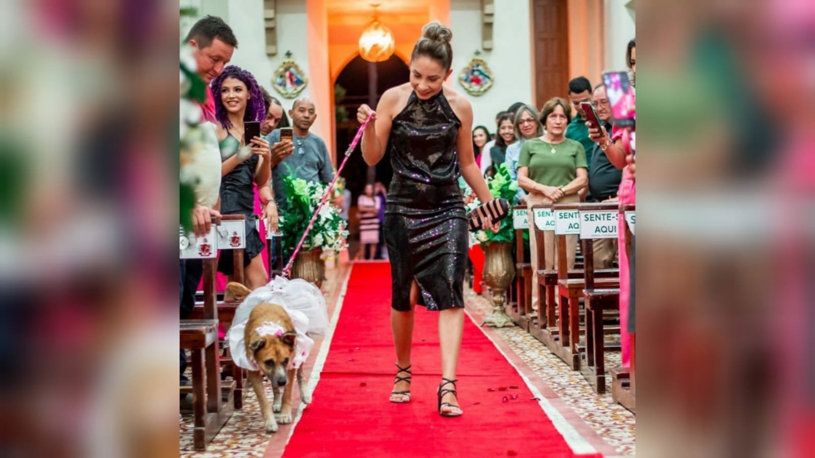 cachorro entrando na igreja
