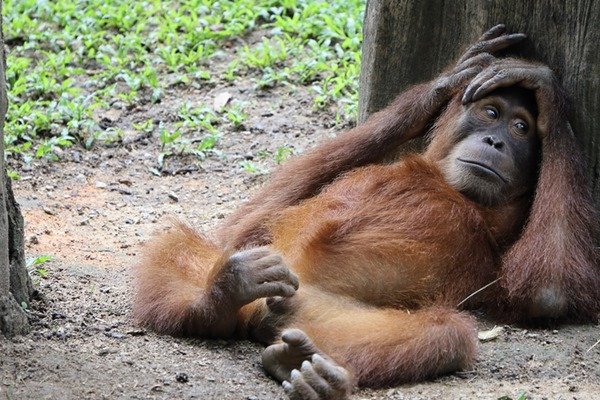 Macaco encostado em uma árvore - Metrópoles