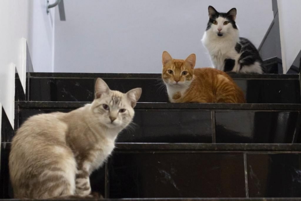 três gatos olhando para o mesmo ponto