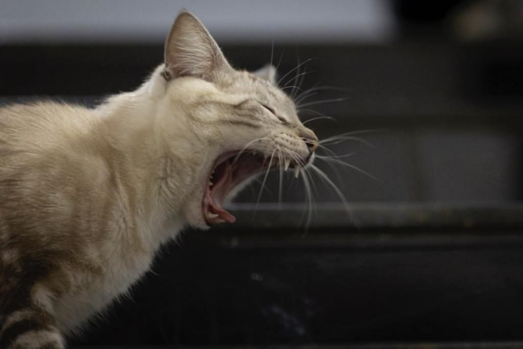 gato bocejando