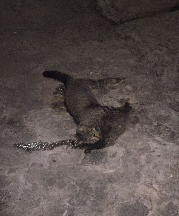 gato morto
