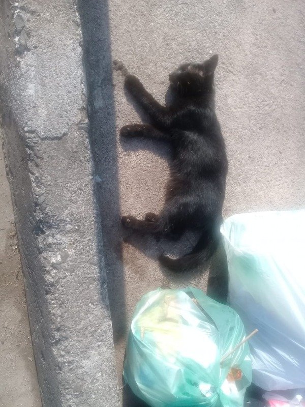 gato morto