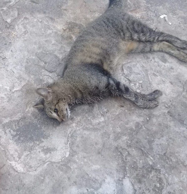 gato morto