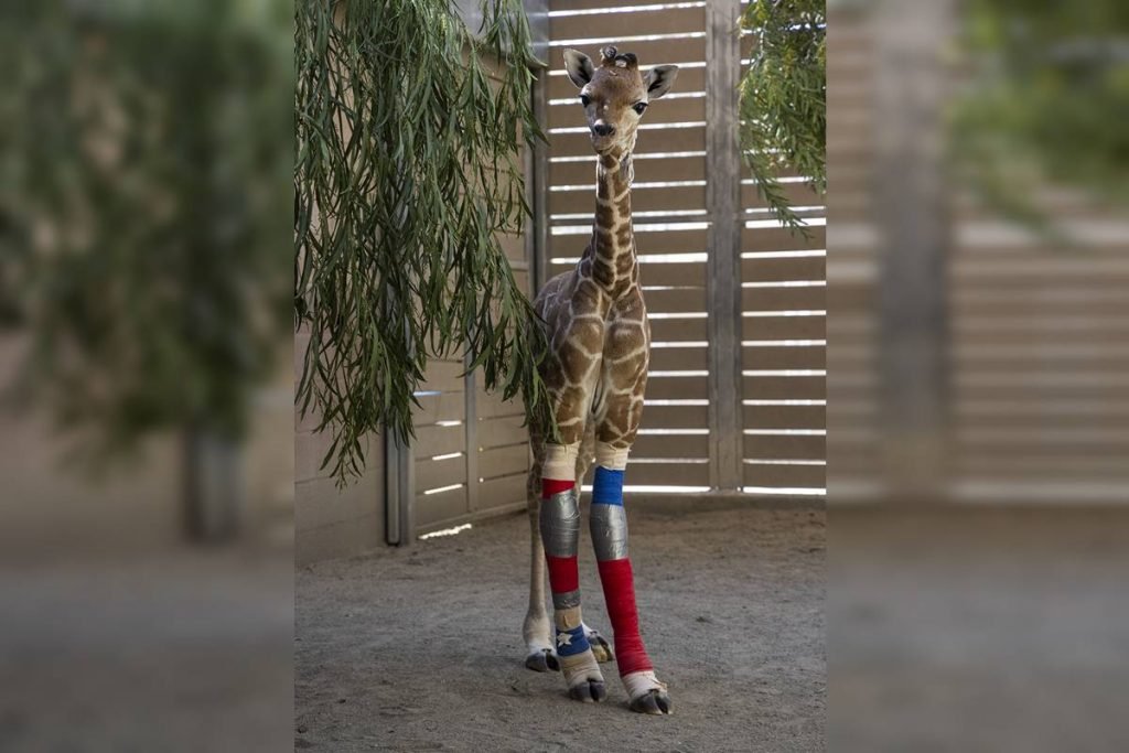Girafa Msituni San Diego Zoo Safari Park