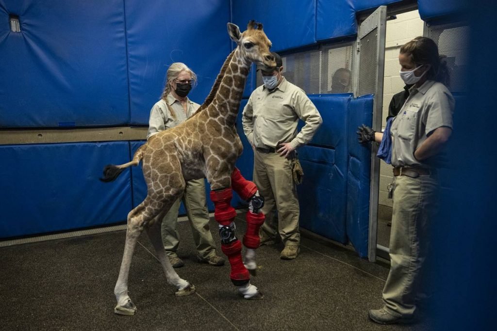 Girafa Msituni San Diego Zoo Safari Park