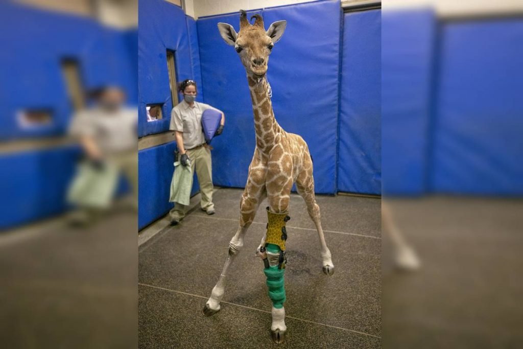 Girafa Msituni San Diego Zoo Safari Park