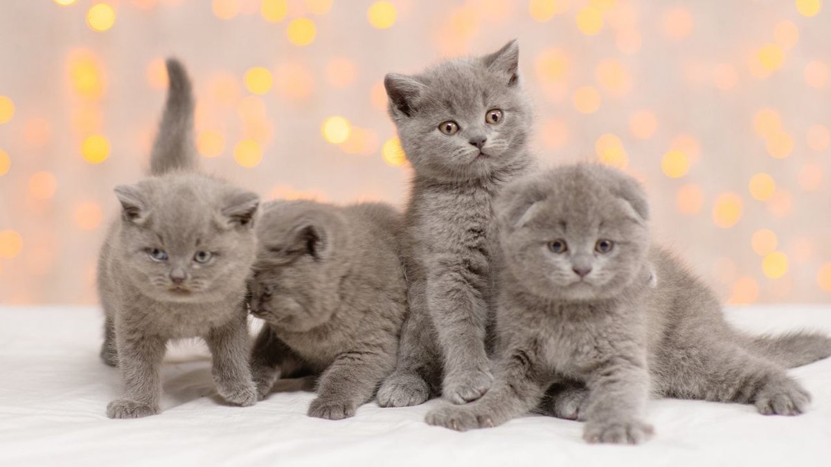 Como cuidar de gatinhos, Blog