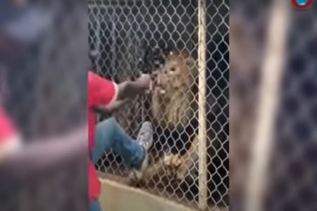 Homem atacado em Zoologico