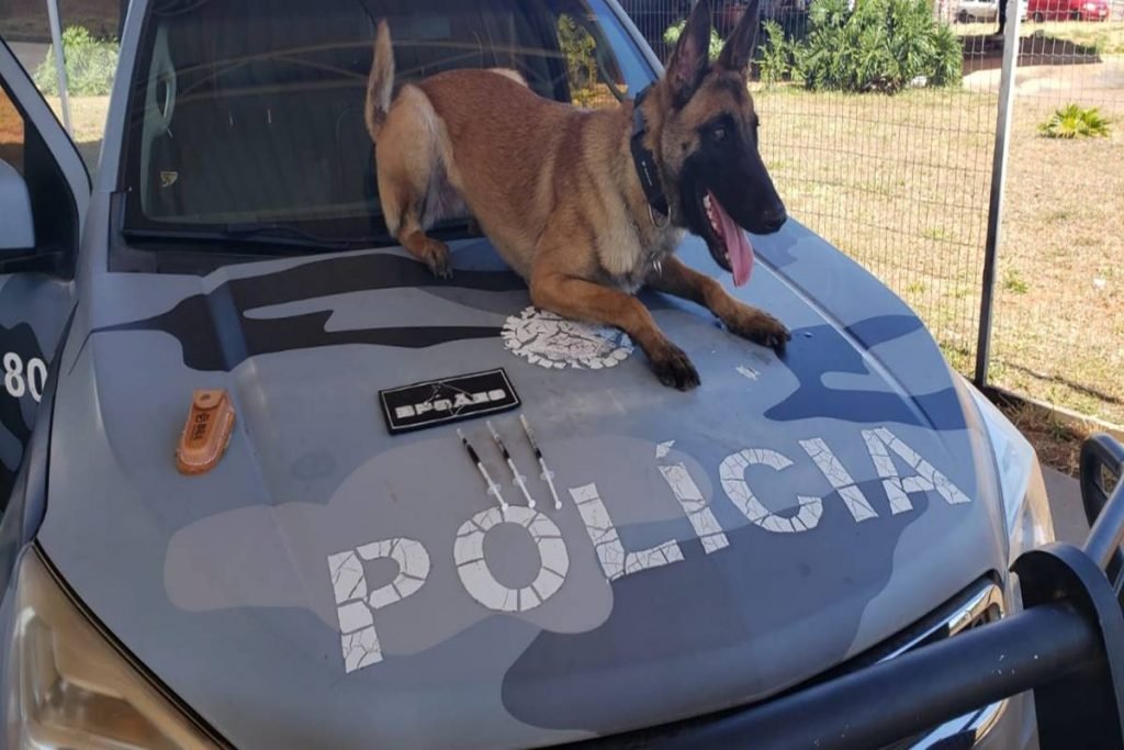 Cão em cima de carro da PMDF
