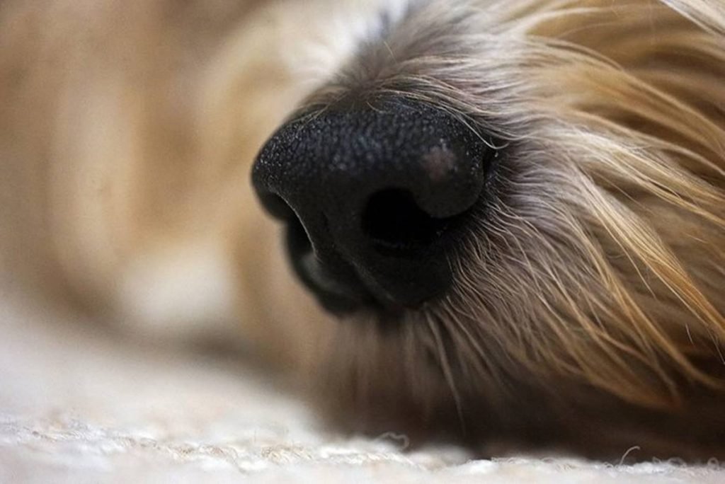 Foto colorida de um focinho de cachorro