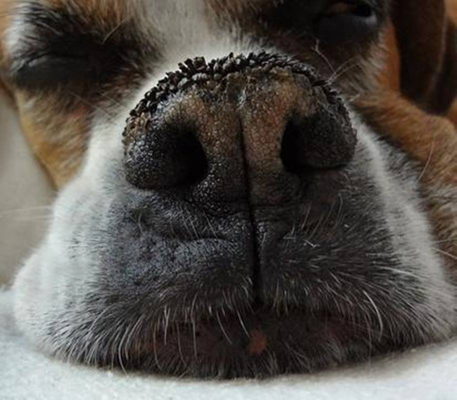 Imagem colorida de focinho de cachorro