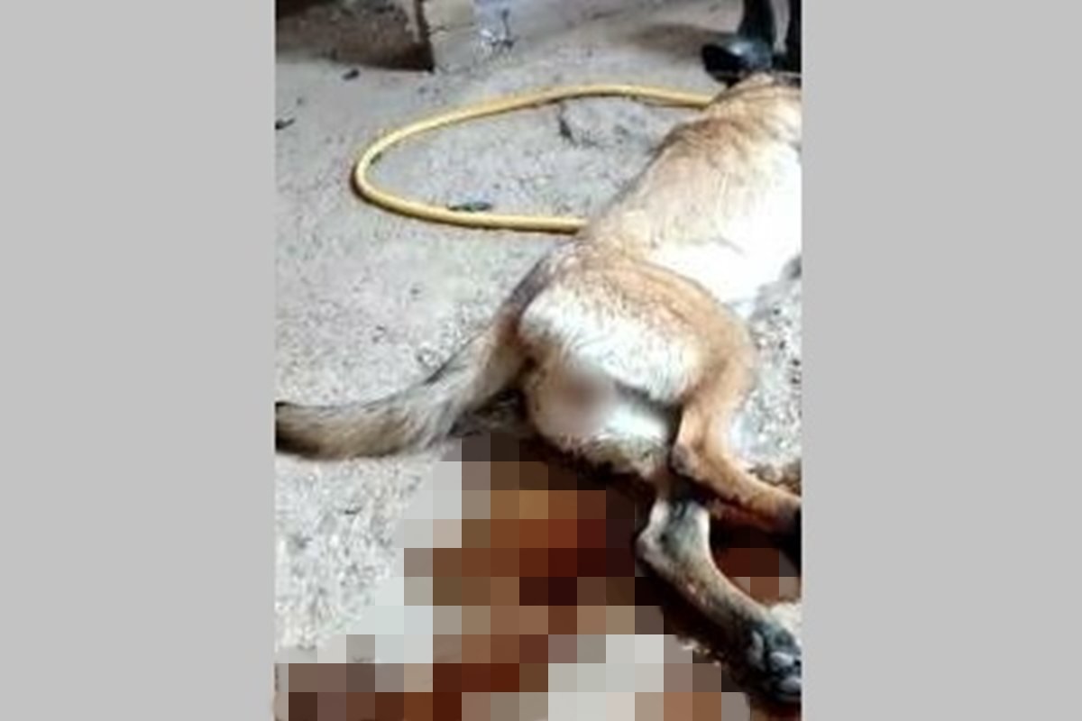 cadela sofria com maus-tratos em Goiás