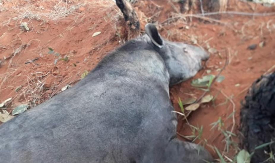 Animal é da cor cinza e está deitado de lado com os olhos fechados