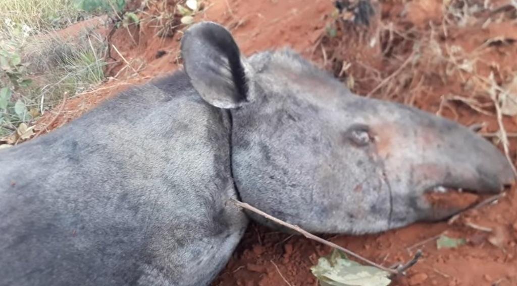 Animal é macho