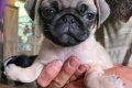 Imagem colorida de cachorro