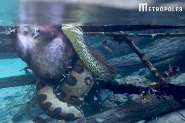 VÍDEO explica por que capivaras de Mato Grosso do Sul se acham demais