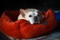 cachorro buldogue francês deitado em cama vermelha