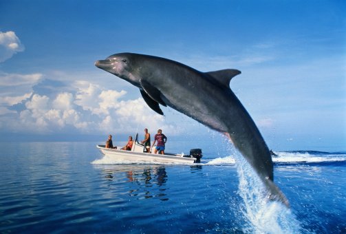 golfinho pulando perto de barco