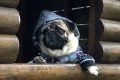 Foto colorida de um cachorro