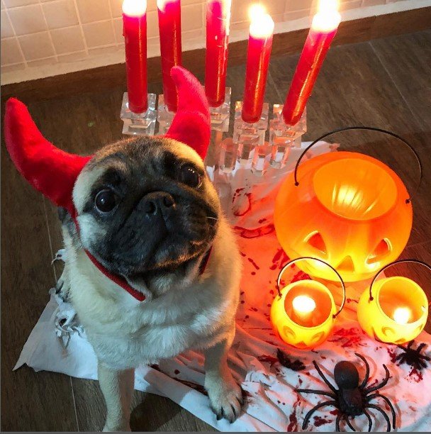 Foto colorida de um cachorro-Metrópoles