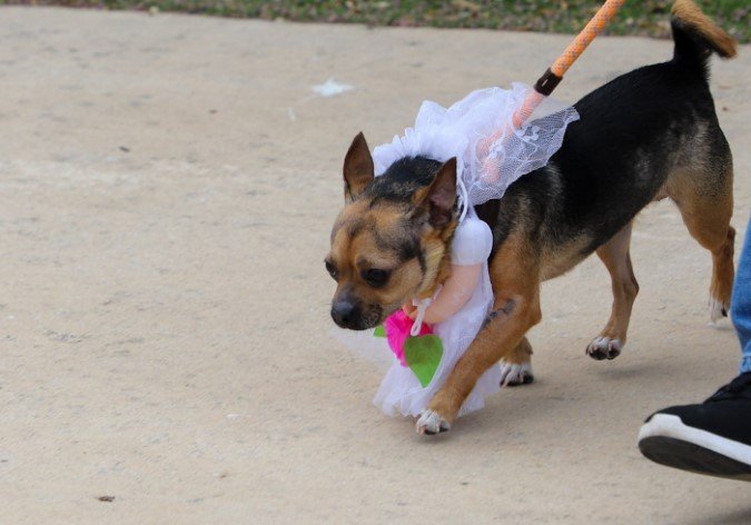 Foto colorida de cachorra vestida de noiva -Metrópolesa