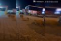 Família de capivara caminha em estacionamento no DF - Metrópoles