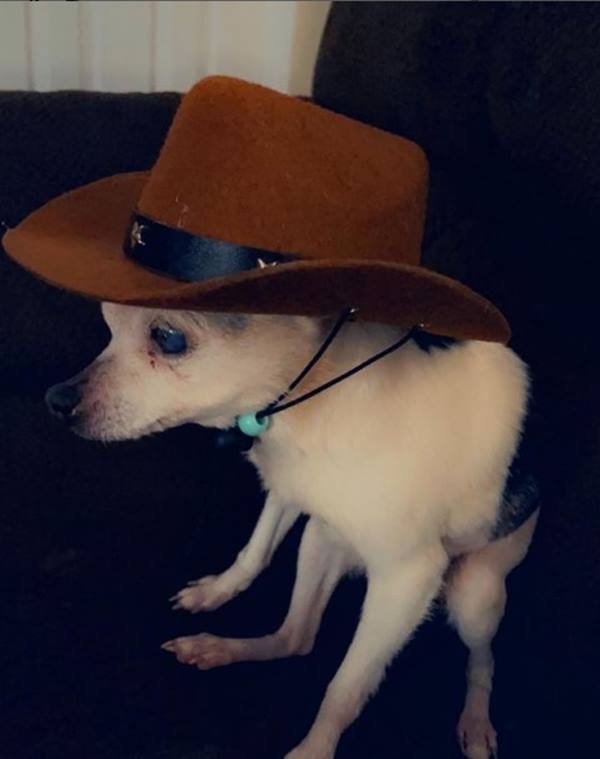 Foto colorida de cachorro