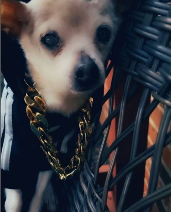Foto colorida de cachorro-Metrópoles