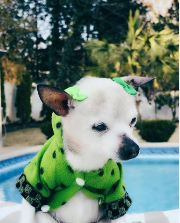 Foto colorida de cachorro-Metrópoles