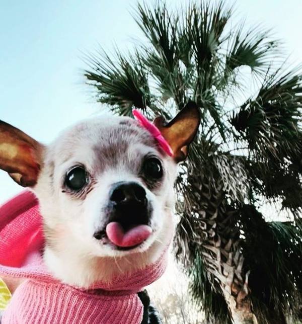 Foto colorida de cachorro -Metrópoles