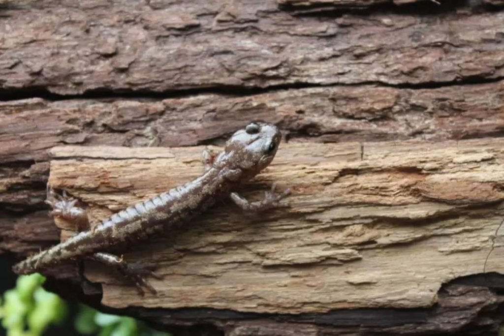 Cobras voadoras que pulam entre árvores são alvos de pesquisas científicas