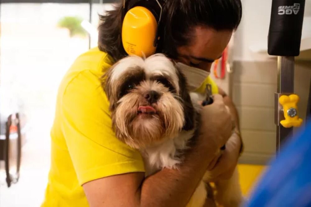 licença pet animal estimaçao doggi ribeirao preto sao paulo