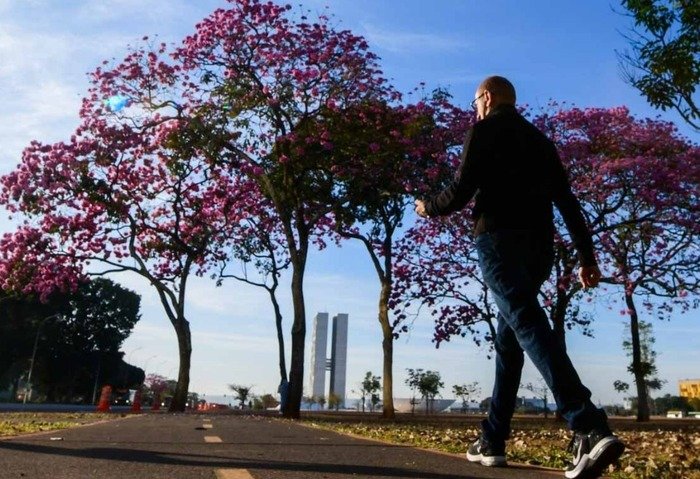 Ipê roxo colore céu azul de Brasília