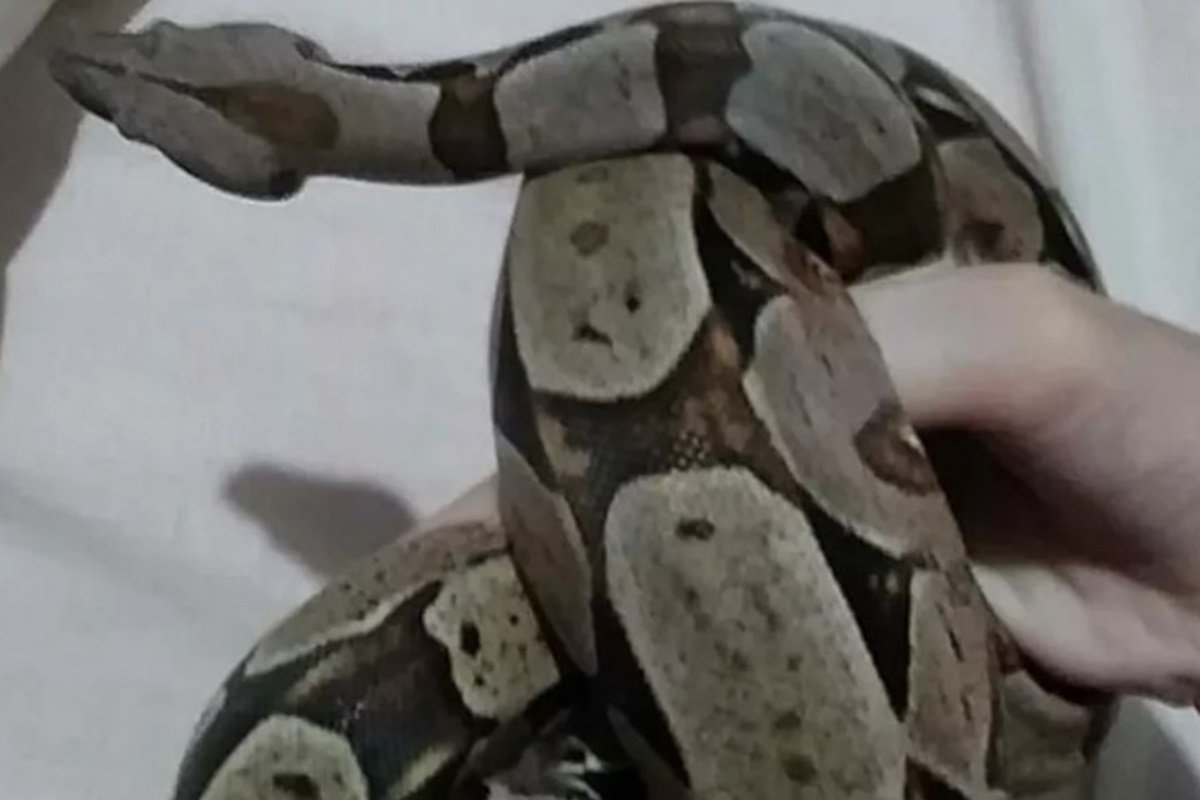 Corpo de Bombeiros resgata serpente mais venenosa no Brasil