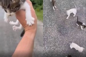 Frames justapostos com homem segurando gatinho filhote (esquerda) e vários filhotes de gato miando no chão (direita) - Metrópoles