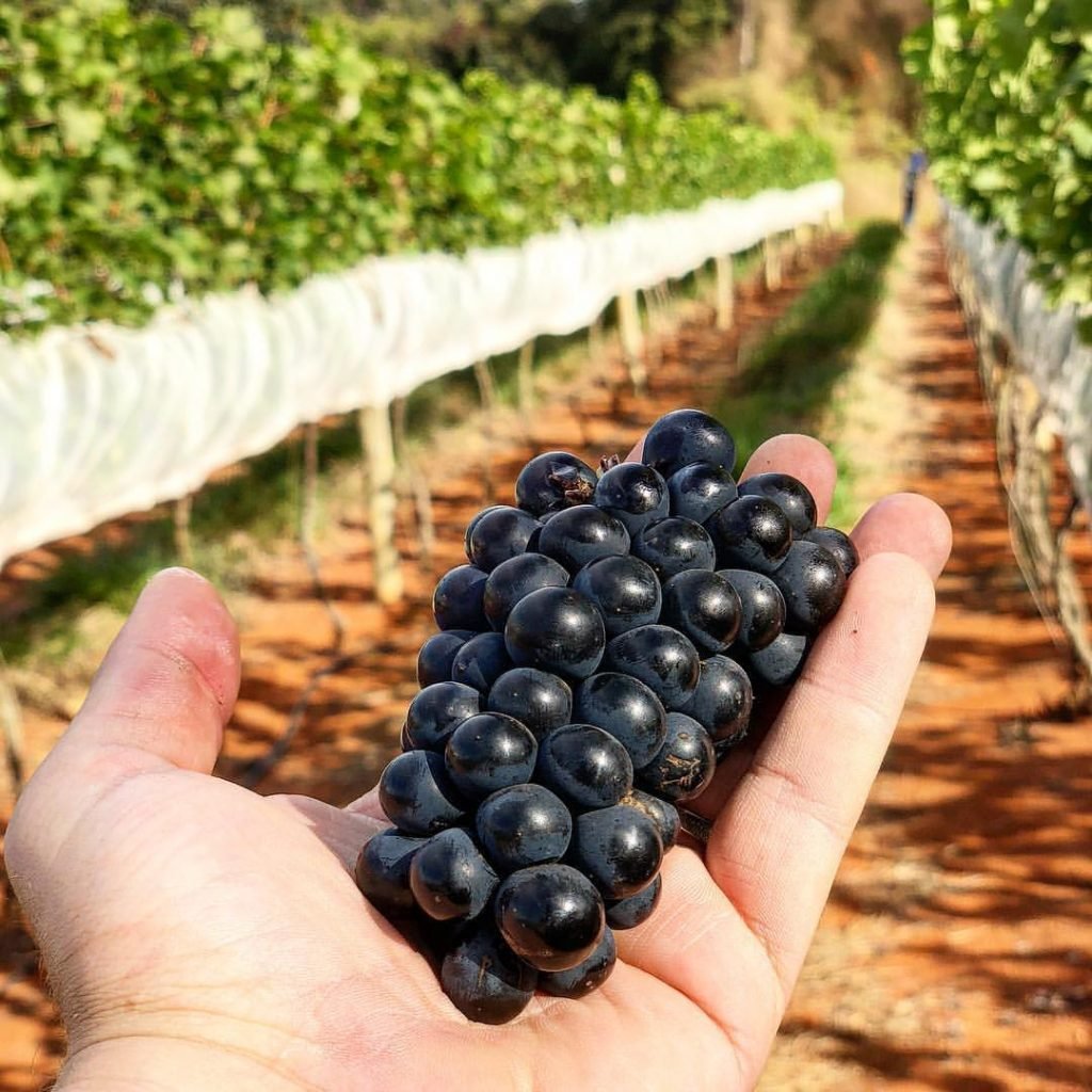 Tour de Vinhos Vinhedo Girassol