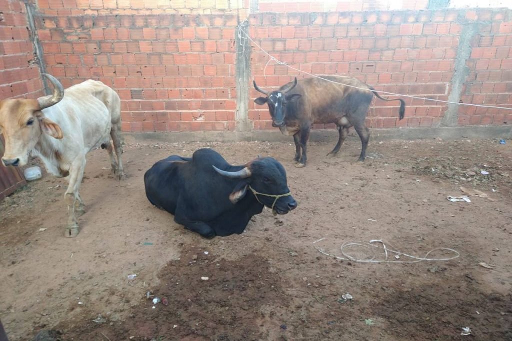 Barbaridade: Polícia Civil estoura matadouro clandestino de
