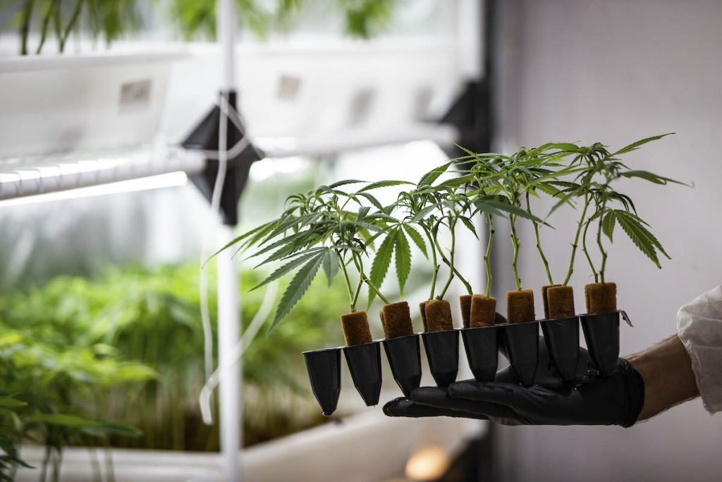 Muda de maconha em produção de Cannabis no Rio de janeiro