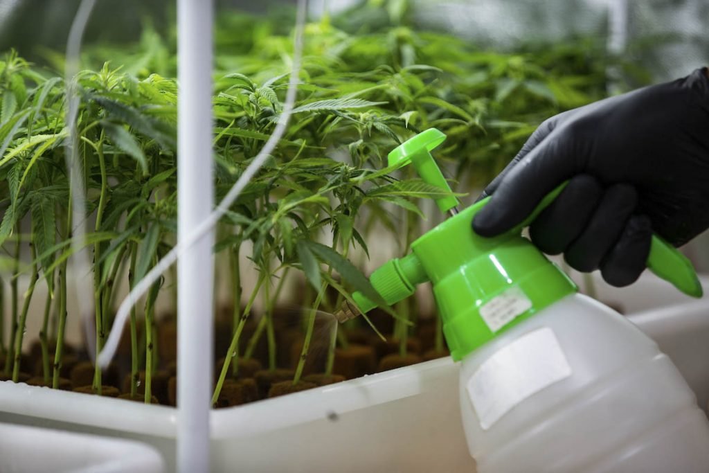 Muda de maconha em produção de Cannabis no Rio de janeiro