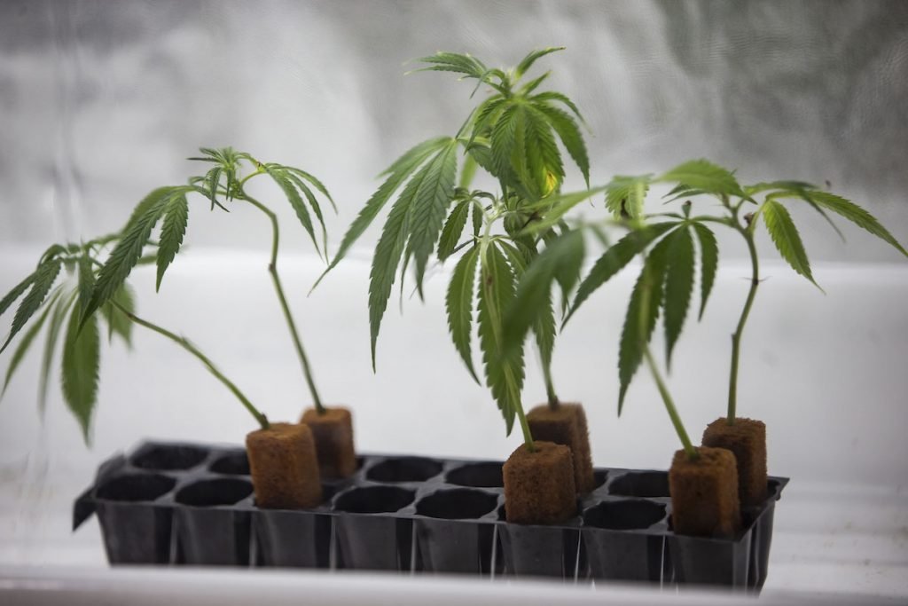 Muda de maconha em produção de Cannabis no Rio de janeiro