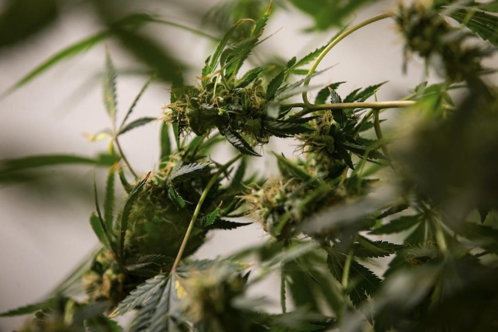 Folhas de maconha em produção de Cannabis no Rio de janeiro