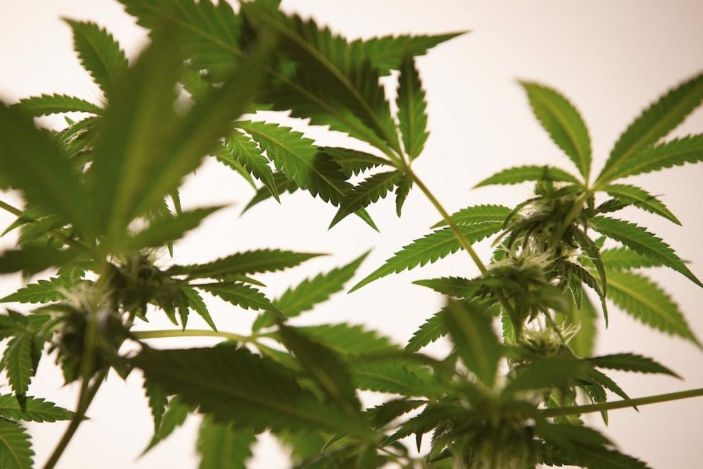 Folhas de maconha em produção de Cannabis no Rio de janeiro
