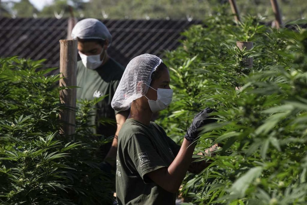 Funcionário cuida da produção de Cannabis no Rio de janeiro