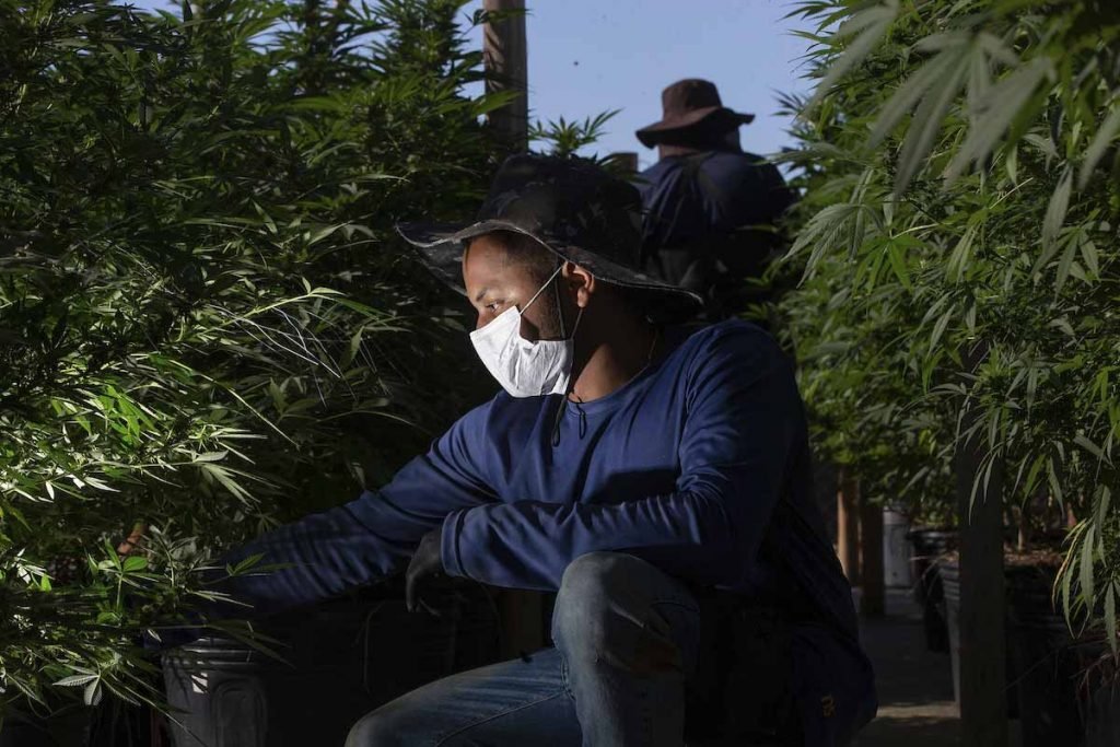 Funcionário cuida da produção de Cannabis no Rio de janeiro