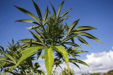 Folhas de maconha em produção de Cannabis no Rio de janeiro