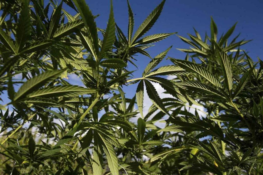 Folhas de maconha em produção de Cannabis no Rio de janeiro