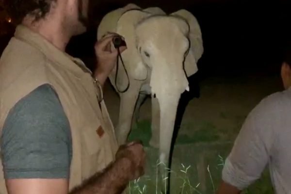 Homem aponta objeto para elefante à noite