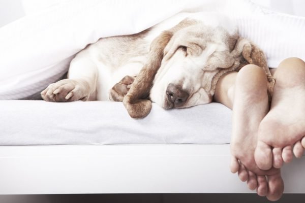 Cachorro dormindo no pé de uma pessoa em cima da cama
